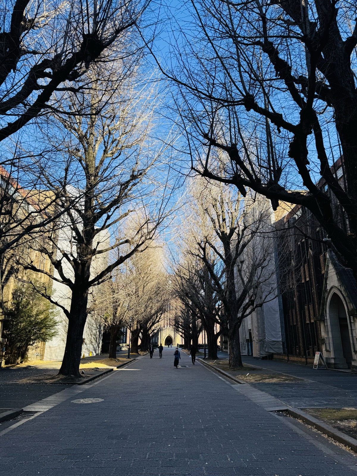 The bare winter avenue at the University of Tokyo, old buildings on each side and two people walking far ahead